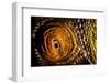 Parson's chameleon eye, Madagascar-Alex Hyde-Framed Photographic Print