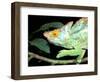 Parson's Chameleon, La Madraka Farm, Madagascar-Pete Oxford-Framed Photographic Print