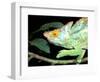 Parson's Chameleon, La Madraka Farm, Madagascar-Pete Oxford-Framed Photographic Print