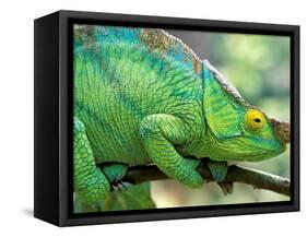 Parson's Chameleon, La Madraka Farm, Madagascar-Pete Oxford-Framed Stretched Canvas