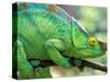 Parson's Chameleon, La Madraka Farm, Madagascar-Pete Oxford-Stretched Canvas