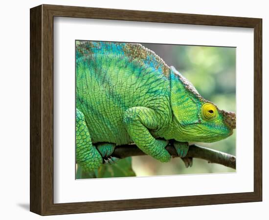 Parson's Chameleon, La Madraka Farm, Madagascar-Pete Oxford-Framed Photographic Print