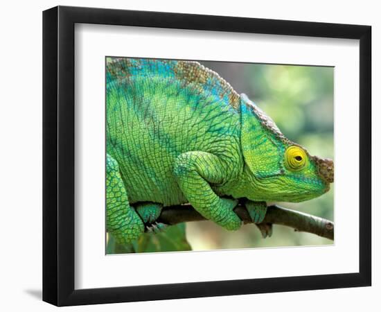 Parson's Chameleon, La Madraka Farm, Madagascar-Pete Oxford-Framed Photographic Print