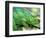 Parson's Chameleon, La Madraka Farm, Madagascar-Pete Oxford-Framed Photographic Print