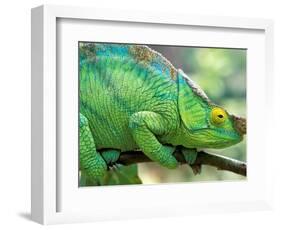 Parson's Chameleon, La Madraka Farm, Madagascar-Pete Oxford-Framed Photographic Print