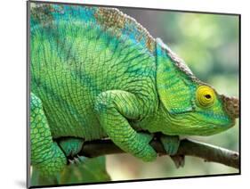 Parson's Chameleon, La Madraka Farm, Madagascar-Pete Oxford-Mounted Photographic Print