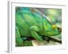 Parson's Chameleon, La Madraka Farm, Madagascar-Pete Oxford-Framed Photographic Print