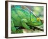 Parson's Chameleon, La Madraka Farm, Madagascar-Pete Oxford-Framed Photographic Print