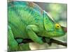 Parson's Chameleon, La Madraka Farm, Madagascar-Pete Oxford-Mounted Photographic Print