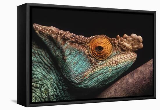 Parson's Chameleon on Branch-DLILLC-Framed Stretched Canvas