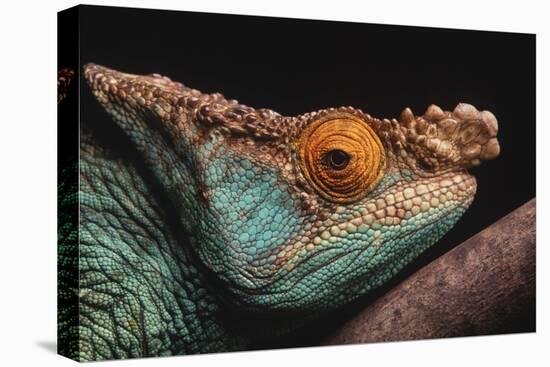 Parson's Chameleon on Branch-DLILLC-Stretched Canvas