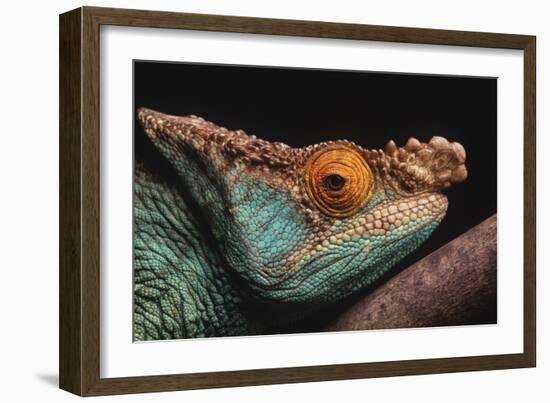 Parson's Chameleon on Branch-DLILLC-Framed Photographic Print