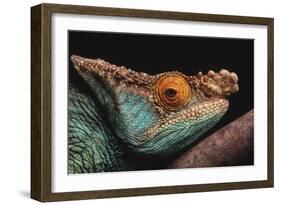 Parson's Chameleon on Branch-DLILLC-Framed Photographic Print