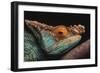 Parson's Chameleon on Branch-DLILLC-Framed Photographic Print