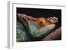 Parson's Chameleon on Branch-DLILLC-Framed Photographic Print