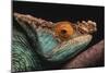 Parson's Chameleon on Branch-DLILLC-Mounted Photographic Print