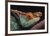 Parson's Chameleon on Branch-DLILLC-Framed Photographic Print