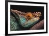 Parson's Chameleon on Branch-DLILLC-Framed Photographic Print