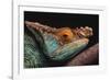 Parson's Chameleon on Branch-DLILLC-Framed Photographic Print