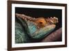 Parson's Chameleon on Branch-DLILLC-Framed Photographic Print
