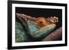 Parson's Chameleon on Branch-DLILLC-Framed Photographic Print