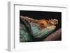 Parson's Chameleon on Branch-DLILLC-Framed Photographic Print