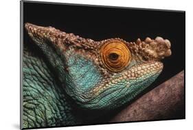 Parson's Chameleon on Branch-DLILLC-Mounted Photographic Print