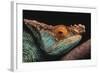 Parson's Chameleon on Branch-DLILLC-Framed Photographic Print