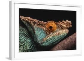 Parson's Chameleon on Branch-DLILLC-Framed Photographic Print