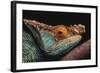 Parson's Chameleon on Branch-DLILLC-Framed Photographic Print