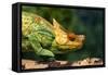 Parson's Chameleon Walking across Log-null-Framed Stretched Canvas