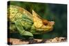 Parson's Chameleon Walking across Log-null-Stretched Canvas