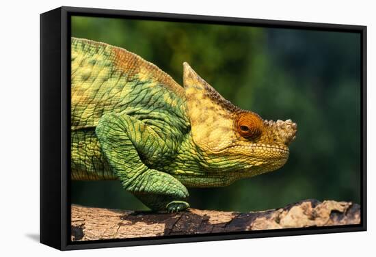 Parson's Chameleon Walking across Log-null-Framed Stretched Canvas