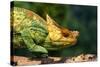 Parson's Chameleon Walking across Log-null-Stretched Canvas