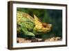 Parson's Chameleon Walking across Log-null-Framed Photographic Print