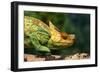 Parson's Chameleon Walking across Log-null-Framed Photographic Print