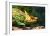 Parson's Chameleon Walking across Log-null-Framed Photographic Print