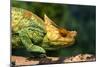 Parson's Chameleon Walking across Log-null-Mounted Photographic Print