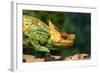 Parson's Chameleon Walking across Log-null-Framed Photographic Print