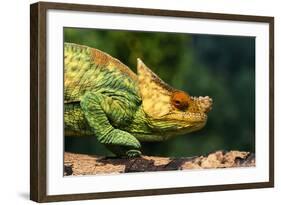 Parson's Chameleon Walking across Log-null-Framed Photographic Print