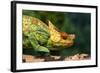 Parson's Chameleon Walking across Log-null-Framed Photographic Print