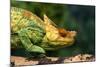 Parson's Chameleon Walking across Log-null-Mounted Photographic Print