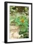 Parsonos Chameleon Side View Showing Curled Tail-null-Framed Photographic Print