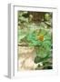 Parsonos Chameleon Side View Showing Curled Tail-null-Framed Photographic Print