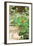 Parsonos Chameleon Side View Showing Curled Tail-null-Framed Photographic Print