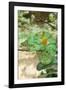 Parsonos Chameleon Side View Showing Curled Tail-null-Framed Photographic Print