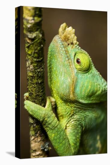 Parsons Chameleon, Andasibe-Mantadia National Park, Madagascar-Paul Souders-Stretched Canvas