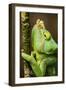 Parsons Chameleon, Andasibe-Mantadia National Park, Madagascar-Paul Souders-Framed Photographic Print