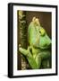 Parsons Chameleon, Andasibe-Mantadia National Park, Madagascar-Paul Souders-Framed Photographic Print