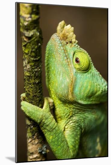 Parsons Chameleon, Andasibe-Mantadia National Park, Madagascar-Paul Souders-Mounted Photographic Print